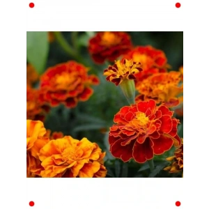 Ufak Kafalı Kadife Karışık Renk Tohumları - 200 Adet