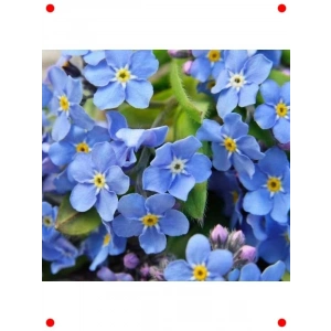 Unutma Beni Tohumu Karışık Renkler - 300 Adet