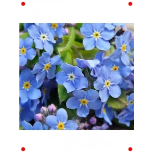 Unutma Beni Tohumu Karışık Renkler - 300 Adet