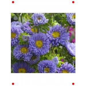 Uzun Boylu  Kasımpatı Tohumu (5 Adet)