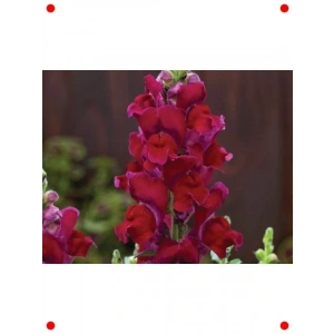 Uzun Boylu Koyu Kırmızı Aslan Ağzı Tohumu (10 Adet)