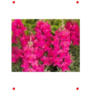 Uzun Boylu Koyu Pembe Özel Aslan Ağzı Tohumu - 10 Adet