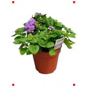 Vapur Dumanı Karışık Renk Tohumları - 150 Adet