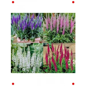 Veronika Çiçeği Tohumu - Zarif Bahçe Bitkisi