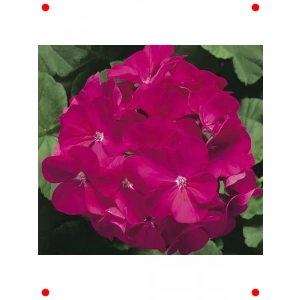 Violet Gül Sardunya F1 Tohumu (10 Adet)