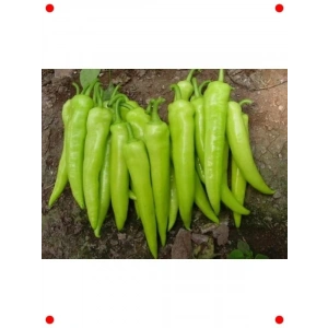 Yalova Biber Tohumu - 10 gr