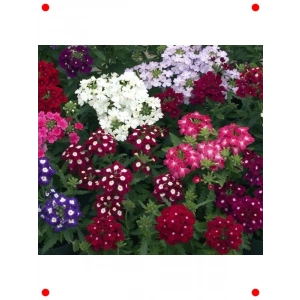 Yayılıcı Karışık Renkli Mine Çiçeği Tohumu (8 Adet)