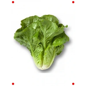 Yedikule Marul Tohumu (Çoklu Paket, 5 Gram)