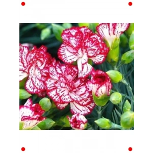 Yediveren Karanfil Çiçeği Tohumu