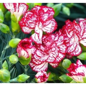 Yediveren Karanfil Çiçeği Tohumu - Kaliteli Seçenek