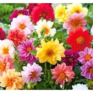 Yıldız Çiçeği Tohumu - Bahçenizi Şenlendirin