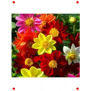 Yıldız Çiçeği Tohumu Karışık Renkler - 100 Adet