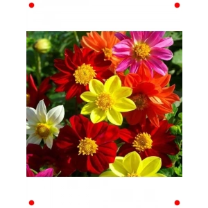 Yıldız Çiçeği Tohumu Karışık Renkler - 100 Adet