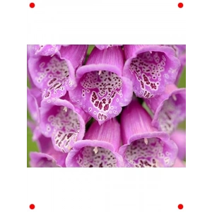 Yüksük Otu Tohumu - 250+ Adet