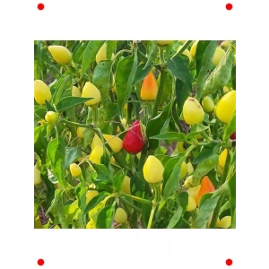 Yuvarlak Süs Biber Tohumu (3 gr) - Renkli Dekorasyon