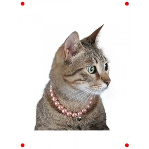 Zilli İnci Kedi ve Köpek Boyun Tasması