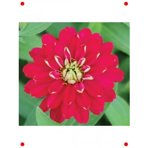 Zinnia İri Çiçek (Kirli Hanım) Kırmızı Beyaz - 5 Adet