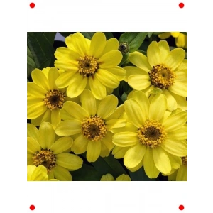 Zinnia Tohumu Mini Çiçekli Sarı Kırmızı (Kirli Hanım) - 5 Adet