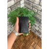 Guard Croco Baskılı Siyah Pasaport Kılıfı