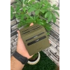 Guard Haki Yeşil Patlı Tasarım Deri Kartlık
