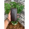 Guard Kahverengi Croco Baskılı Fermuarlı Portföy Cüzdan