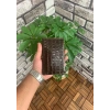 Guard Kahverengi Croco Pasaport Kılıfı