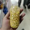 PET ŞEKER MISIRI