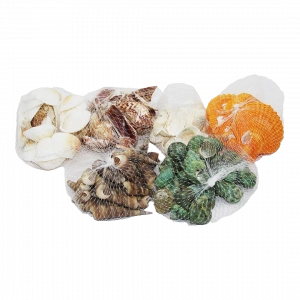 Fileli Midye Deniz Kabuk Vazo Taşı Renkli Mix (4172)