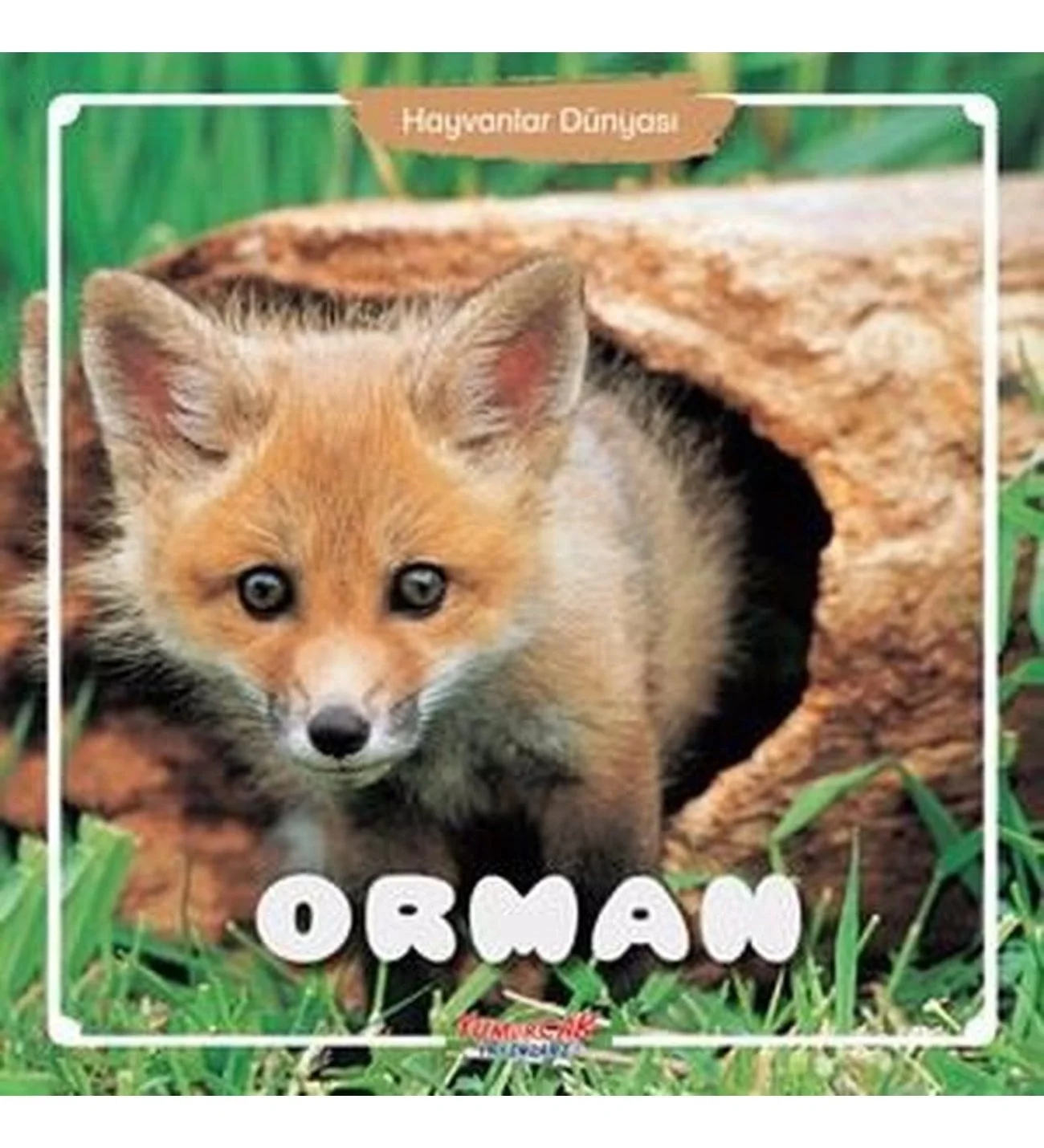 Orman Hayvanlar Dünyası Yumurcak