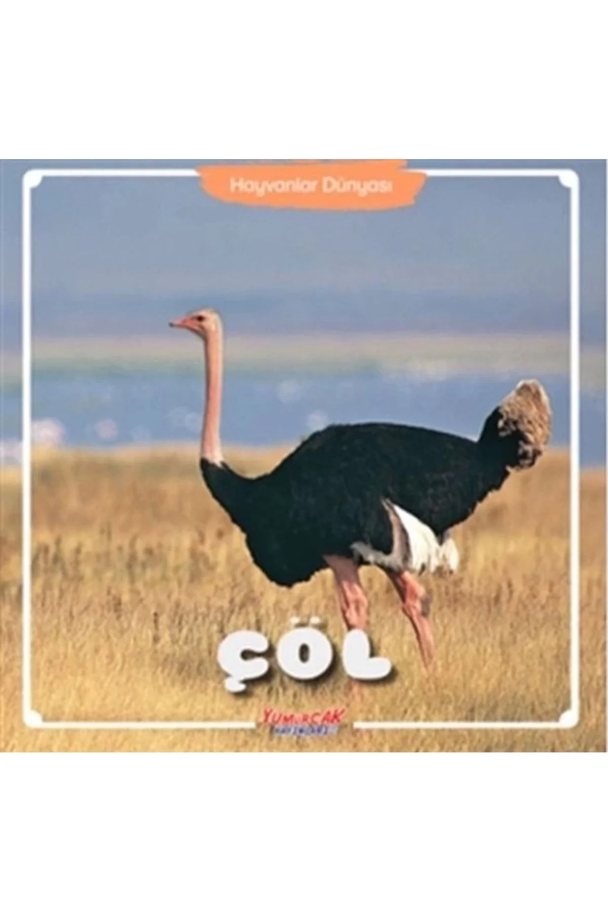 Çöl-Hayvanlar Dünyası Yumurcak