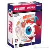 4D Master Human Öğretici Eyeball Göz Yuvarı Kod: 26054