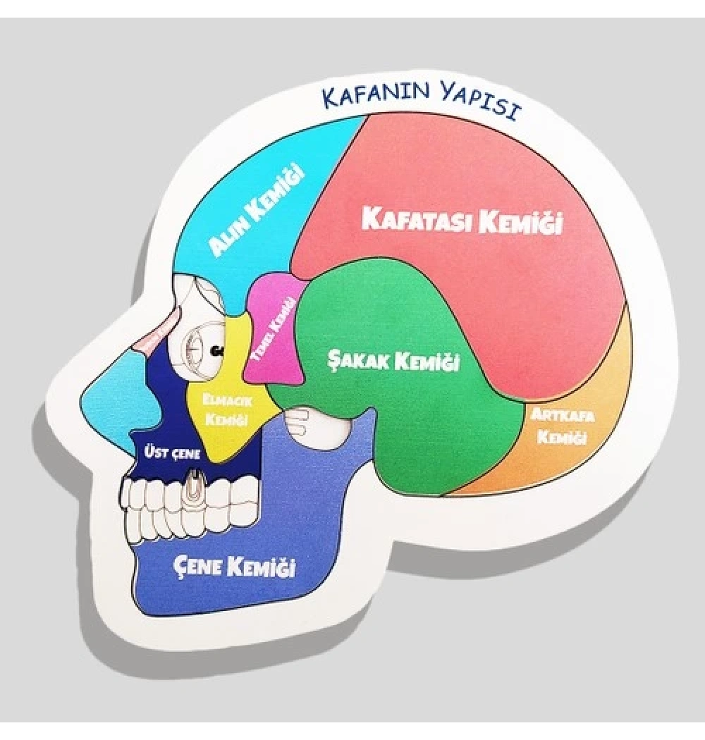 Kafanın Yapısı  Eğitime Yardımcı Ahşap Puzzle 5+ Yaş Ve Üzeri Moonbeavers