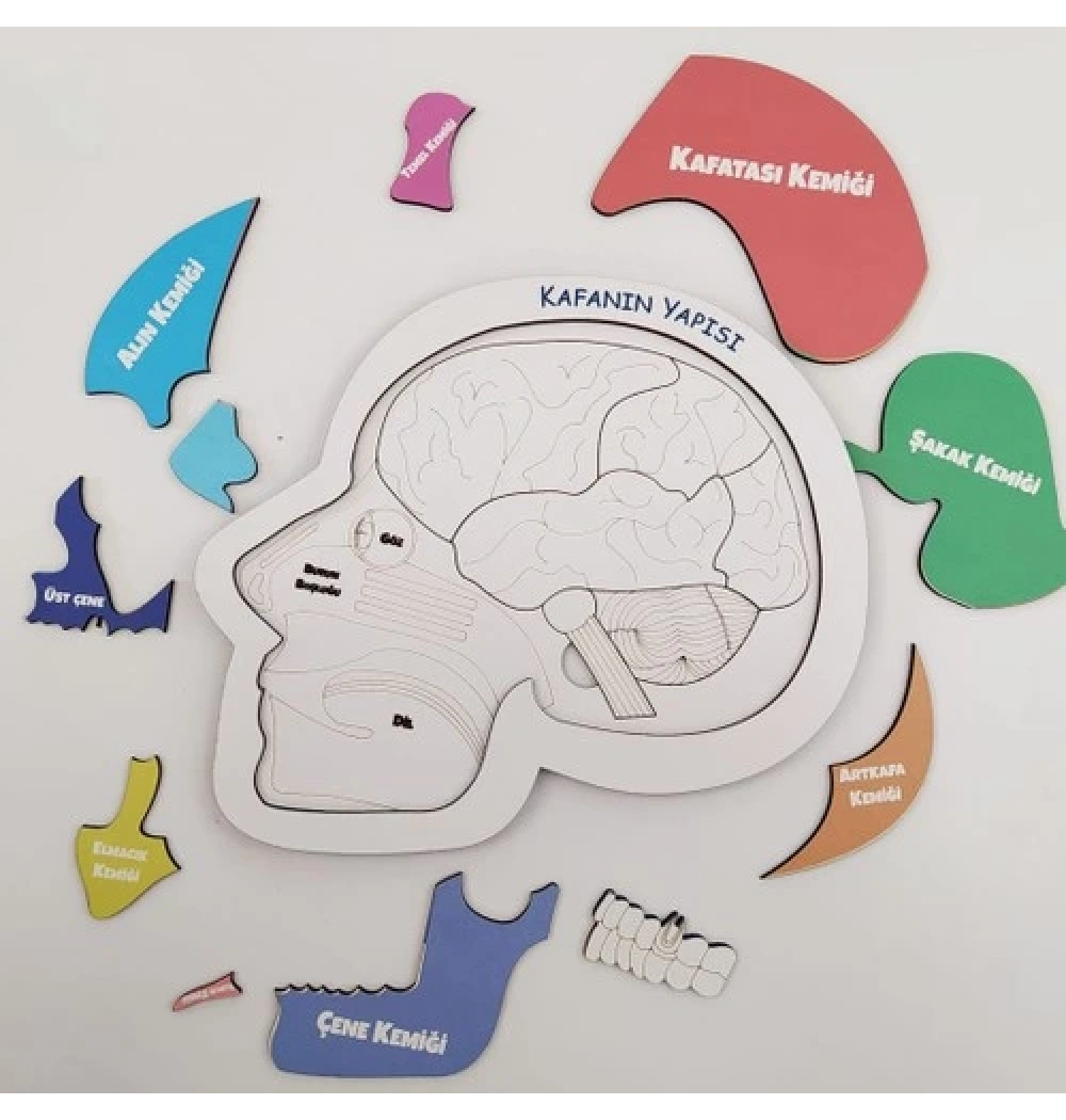 Kafanın Yapısı  Eğitime Yardımcı Ahşap Puzzle 5+ Yaş Ve Üzeri Moonbeavers