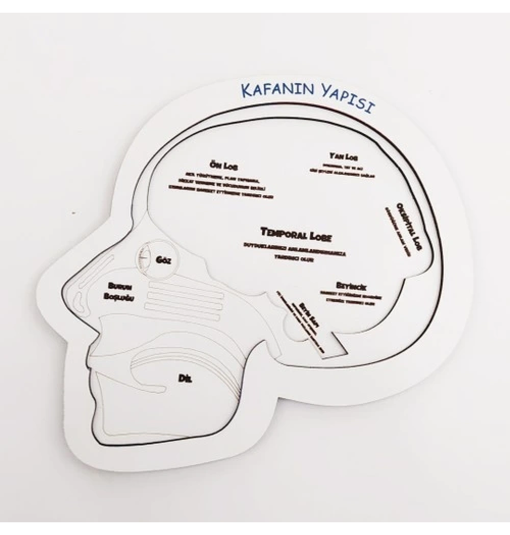 Kafanın Yapısı  Eğitime Yardımcı Ahşap Puzzle 5+ Yaş Ve Üzeri Moonbeavers