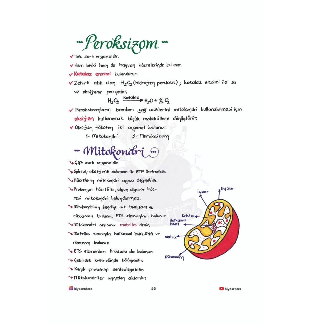 Tyt Yağmur Hoca İle Biyosentez Biyoloji Not Defteri
