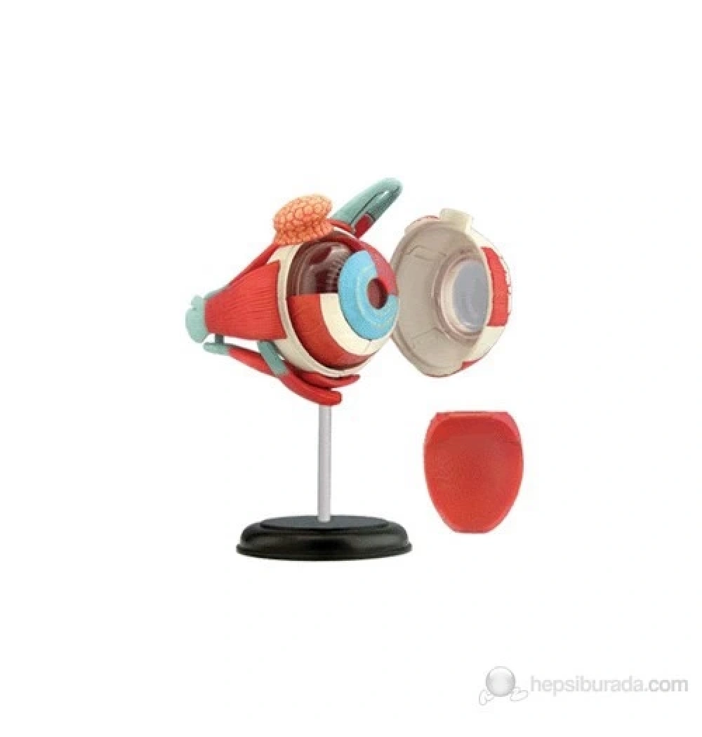 4D Master Human Öğretici Eyeball Göz Yuvarı Kod: 26054
