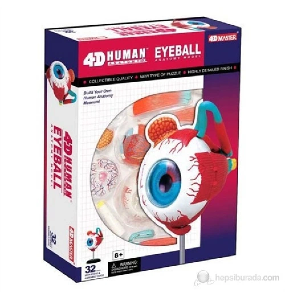 4D Master Human Öğretici Eyeball Göz Yuvarı Kod: 26054