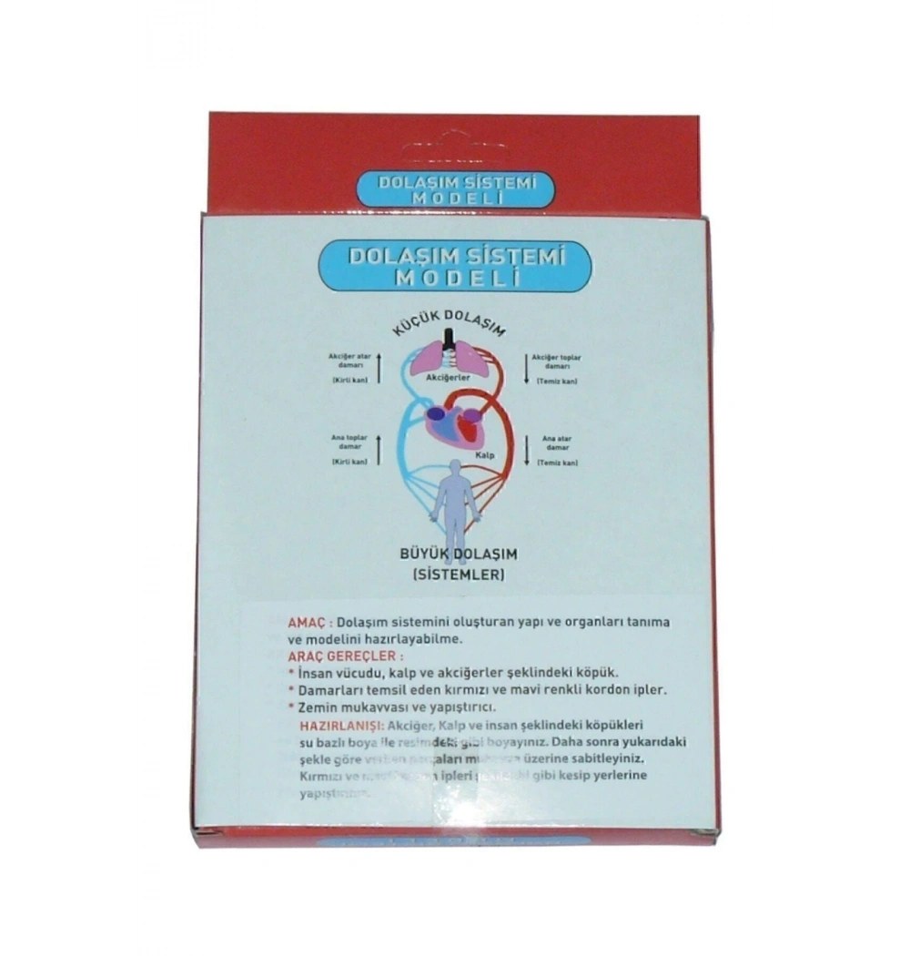 Kar Dolaşım Sistemi Modeli