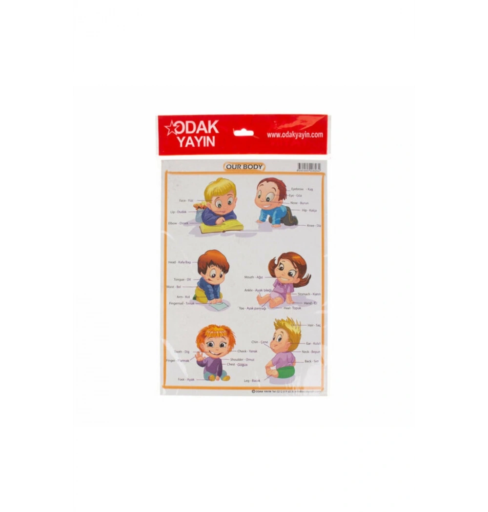 Odak  İngilizce Vücudumuz Etkinlik Kartı