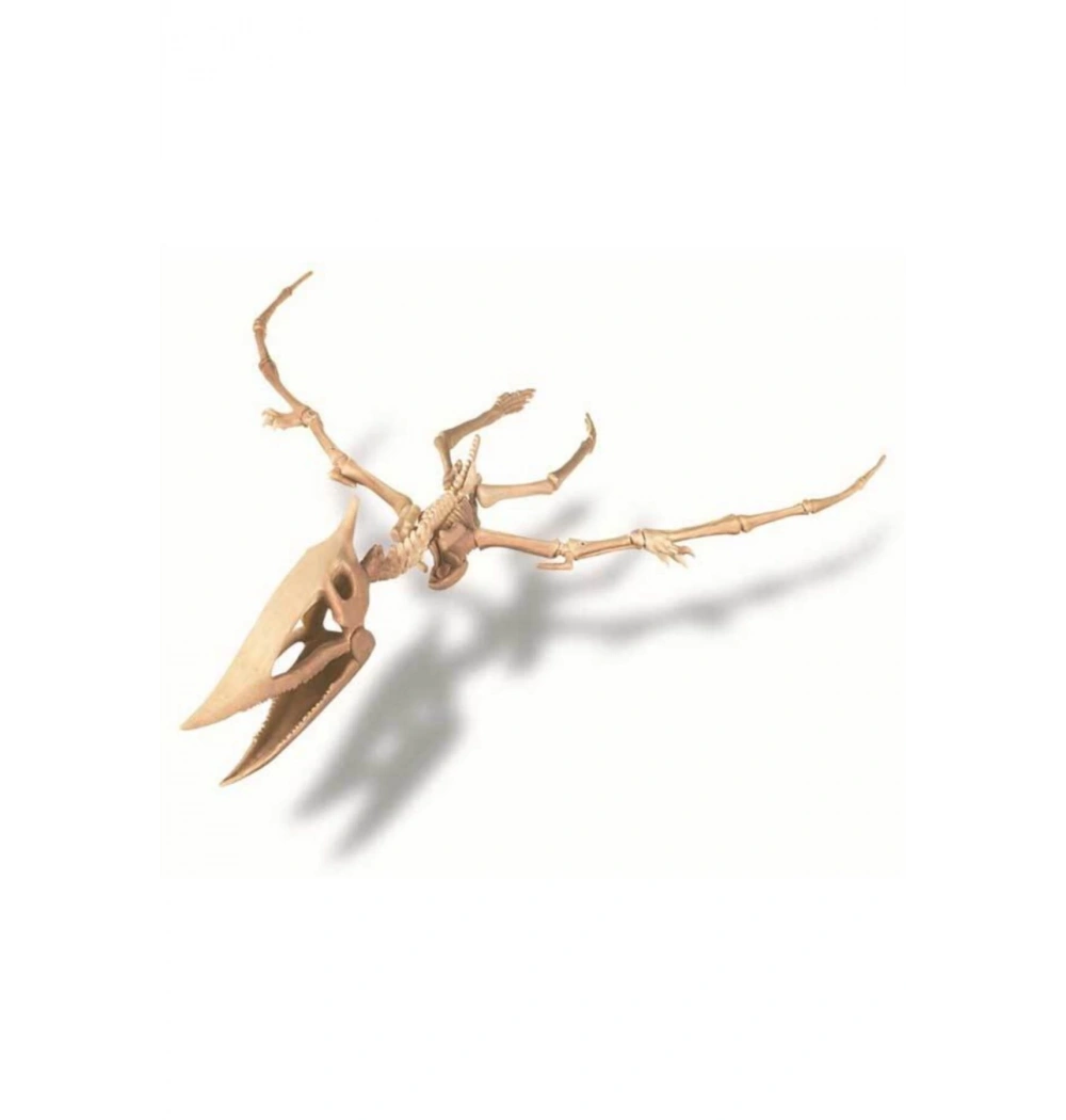4M 13238 Pterosaur Skeleton Excavatıon