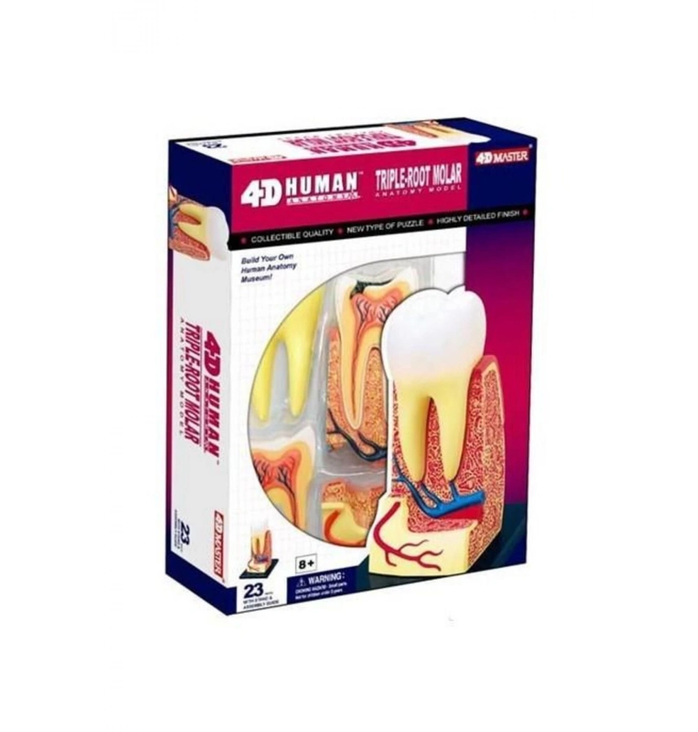 4D Master Human Öğretici Üç Köklü Azı Diş Kod: 26061