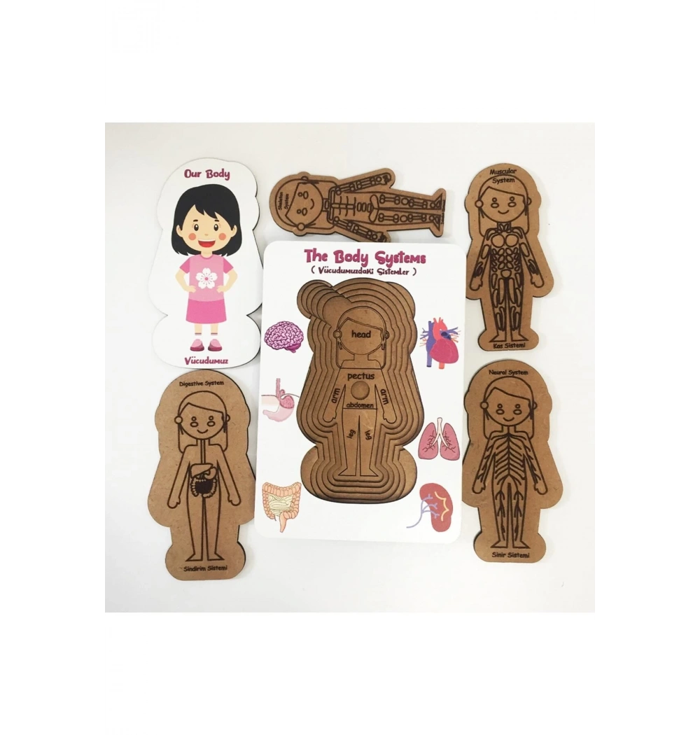 Vücudumuz Eğitime Yardımcı Boyanabilir Zeka Oyuncağı Kız 5+ Yaş Ve Üzeri Moonbeavers