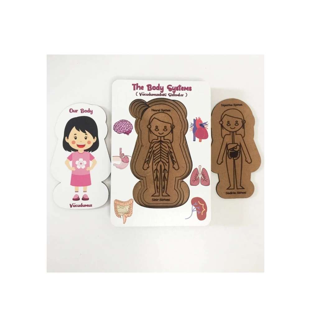 Vücudumuz Eğitime Yardımcı Boyanabilir Zeka Oyuncağı  Kız  5+ Yaş Ve Üzeri Moonbeavers