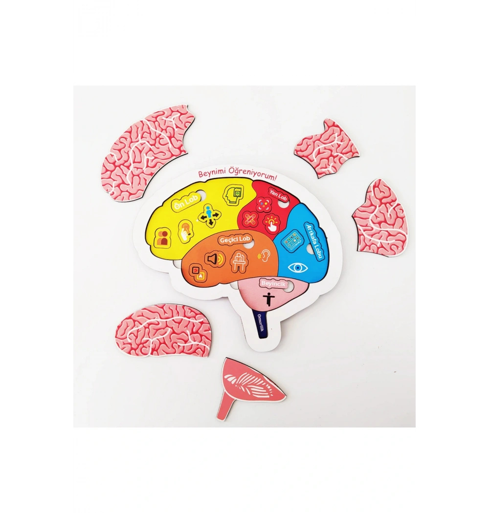 Beynimi Öğreniyorum Eğitime Yardımcı Ahşap Puzzle 5+ Yaş Ve Üzeri Moonbeavers