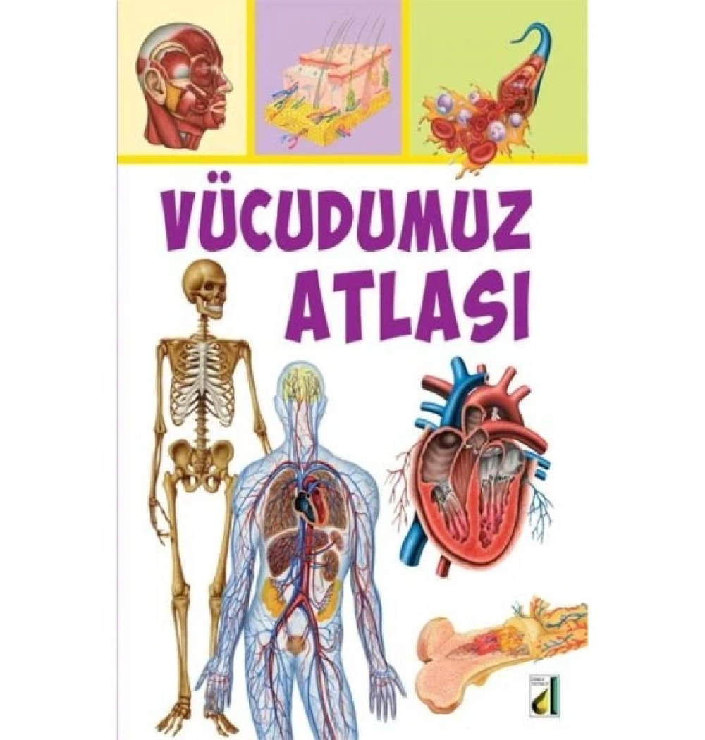 Vücudumuz Atlası- Damla