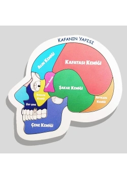 Kafanın Yapısı  Eğitime Yardımcı Ahşap Puzzle 5+ Yaş Ve Üzeri Moonbeavers