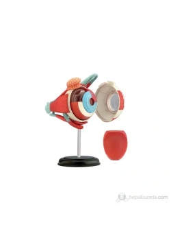 4D Master Human Öğretici Eyeball Göz Yuvarı Kod: 26054