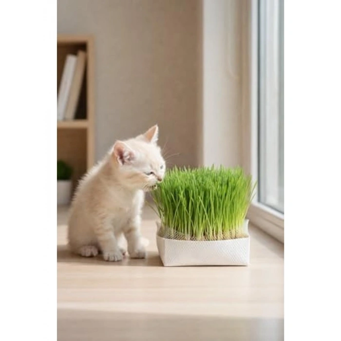 1 Adet Doğal Kedi Çimi ile Sağlıklı Beslenme