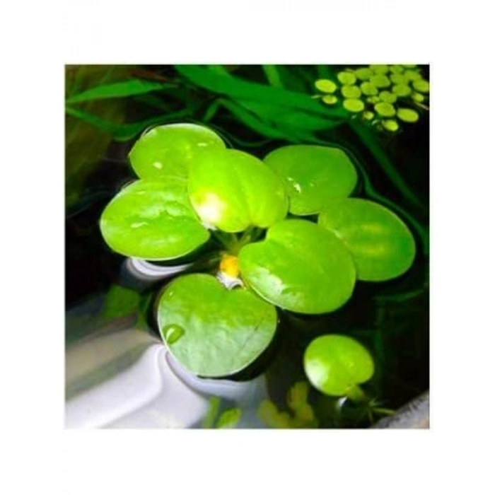 1 Adet Havuz Bitkisi - Frogbit Su Üstü Bitkisi