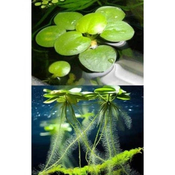 1 Adet Havuz Bitkisi - Frogbit Su Üstü Bitkisi
